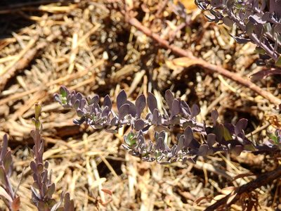 Senecio covasii, photographed by Guillermo Debandi
