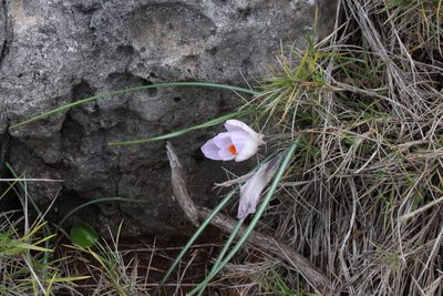 Crocus versicolor, photographed by Fabien Piednoir