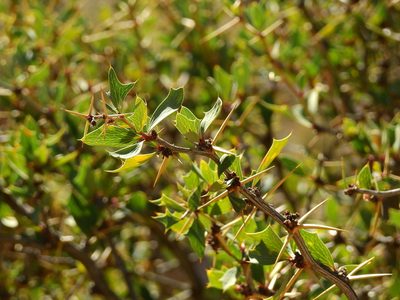Berberis grevilleana, photographed by Guillermo Debandi