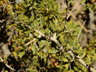 Schinus odonellii, photographed by Guillermo Debandi