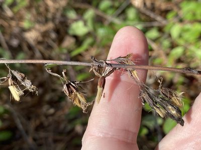 Nabalus autumnalis, photographed by Alan Weakley
