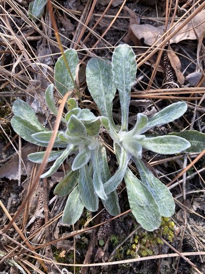 Chrysopsis gossypina, photographed by Alan Weakley