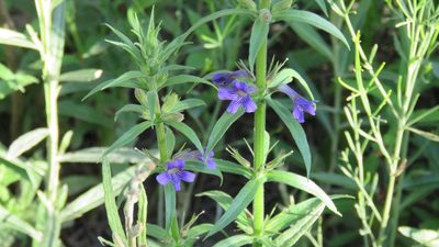Stemodia lanceolata, photographed by demianlescano