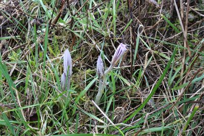 Crocus versicolor, photographed by Fabien Piednoir