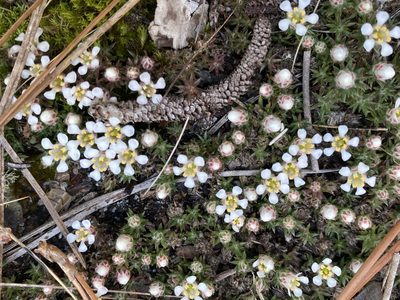 Pyxidanthera brevifolia, photographed by Alan Weakley