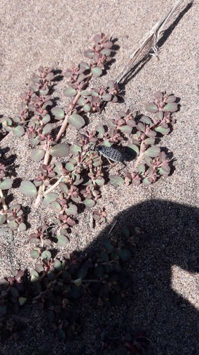 Euphorbia klotzschii, photographed by Gonzalo Roget