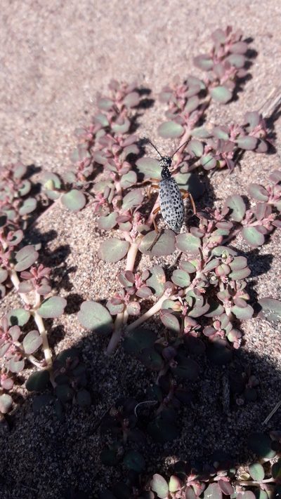 Euphorbia klotzschii, photographed by Gonzalo Roget