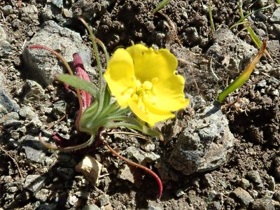 Tetrapteron graciliflorum, photographed by joergmlpts