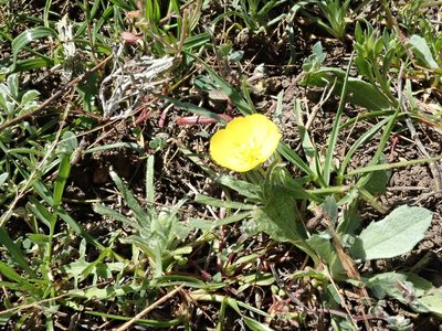 Tetrapteron graciliflorum, photographed by joergmlpts