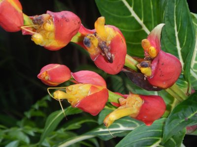 Sanchezia oblonga, photographed by Daval Davis