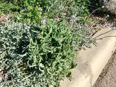 Matthiola parviflora, photographed by CK2AZ