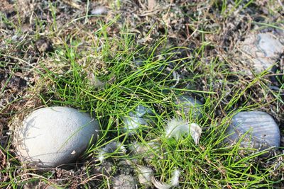 Eleocharis gracilis, photographed by Joe Potter Butler