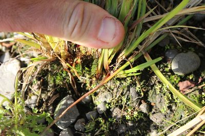 Carex maorica, photographed by Joe Potter Butler