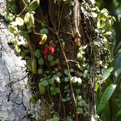 Sarmienta scandens, photographed by Cristian Riquelme