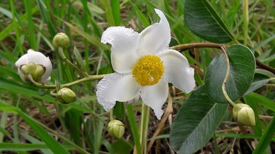 Kielmeyera variabilis, photographed by Douglas