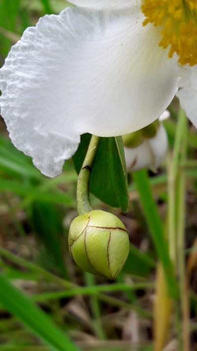 Kielmeyera variabilis, photographed by Douglas