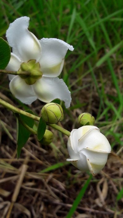 Kielmeyera variabilis, photographed by Douglas