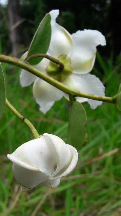Kielmeyera variabilis, photographed by Douglas