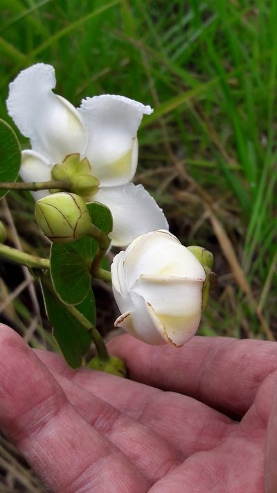 Kielmeyera variabilis, photographed by Douglas