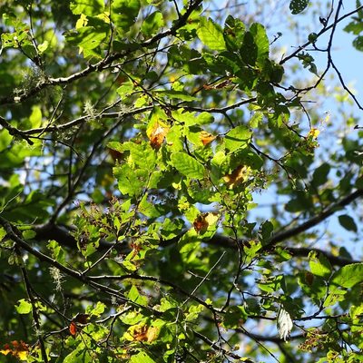 Nothofagus obliqua, photographed by Cristian Riquelme
