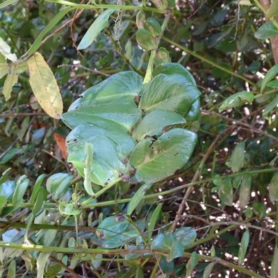 Griselinia scandens, photographed by Cristian Riquelme