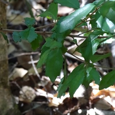 Lomatia dentata, photographed by Cristian Riquelme