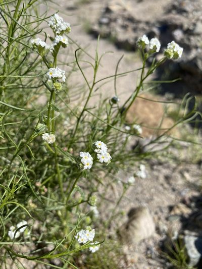 Cryptantha utahensis, photographed by Matt Berger