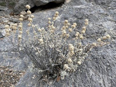 Buddleja utahensis, photographed by Matt Berger