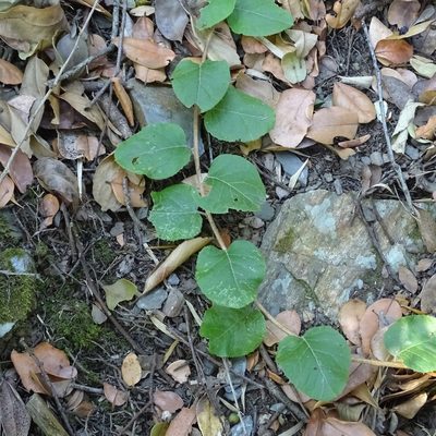 Proustia pyrifolia, photographed by Cristian Riquelme