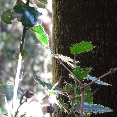 Citronella mucronata, photographed by Cristian Riquelme