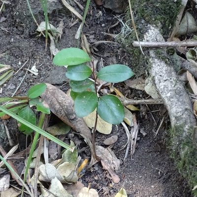 Cryptocarya alba, photographed by Cristian Riquelme
