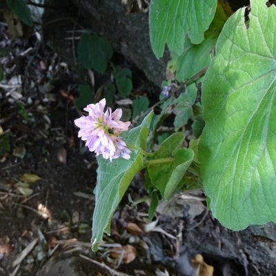 Francoa appendiculata, photographed by Cristian Riquelme