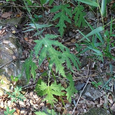Loasa acanthifolia, photographed by Cristian Riquelme