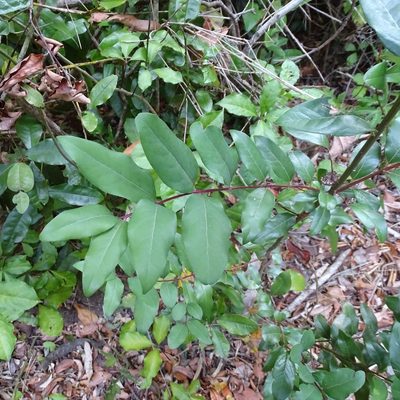 Cryptocarya alba, photographed by Cristian Riquelme