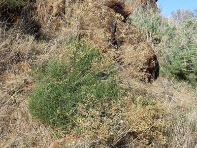 Gutierrezia californica, photographed by Ken-ichi Ueda