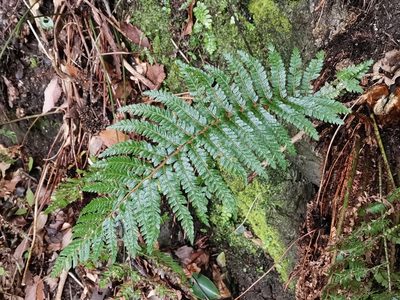Polystichum polyblepharon, photographed by harum.koh