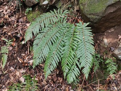 Polystichum polyblepharon, photographed by harum.koh