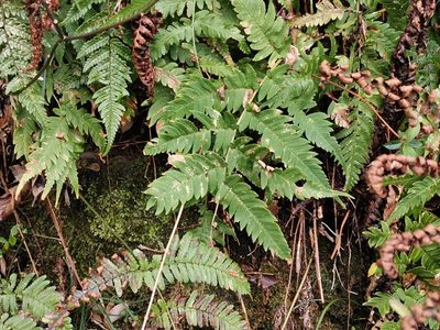 Dryopteris lacera, photographed by harum.koh