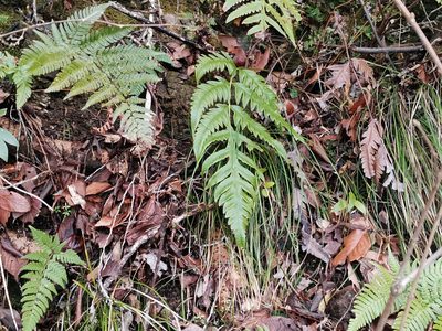 Woodwardia orientalis, photographed by harum.koh