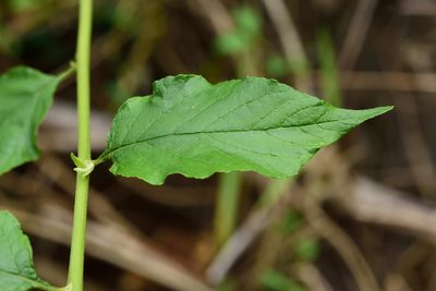 Microglossa pyrifolia, photographed by 國立臺灣博物館