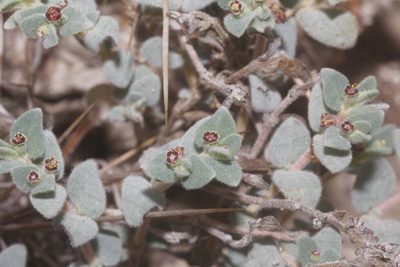 Euphorbia scopulorum, photographed by Juan Cruzado Cortés