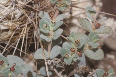 Euphorbia scopulorum, photographed by Juan Cruzado Cortés