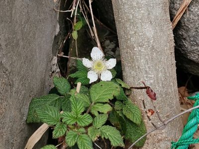 Rubus hirsutus, photographed by harum.koh
