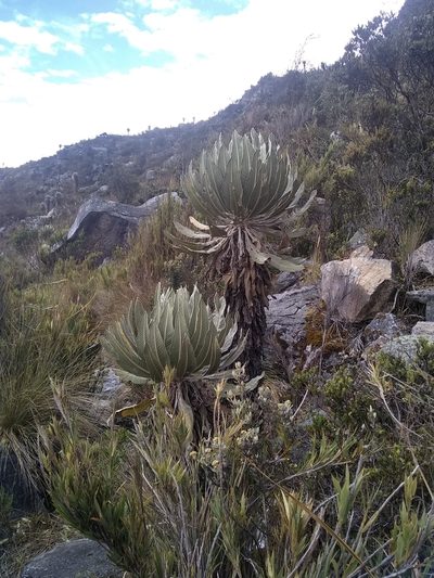 Espeletia cachaluensis, photographed by Daniel Fernando Páez Arias