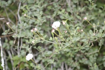 Acleisanthes obtusa, photographed by Juan Cruzado Cortés