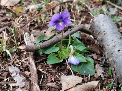 Viola obtusa, photographed by harum.koh