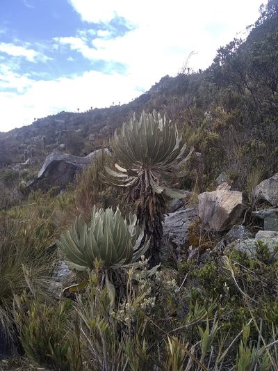 Espeletia cachaluensis, photographed by Daniel Fernando Páez Arias