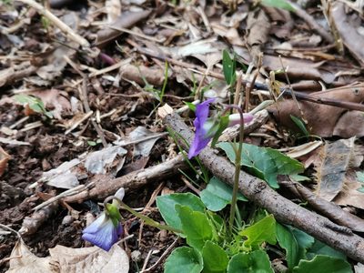 Viola obtusa, photographed by harum.koh