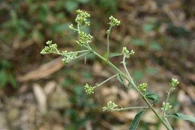 Blumea balsamifera, photographed by 國立臺灣博物館