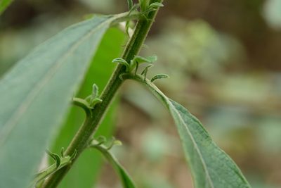 Blumea balsamifera, photographed by 國立臺灣博物館